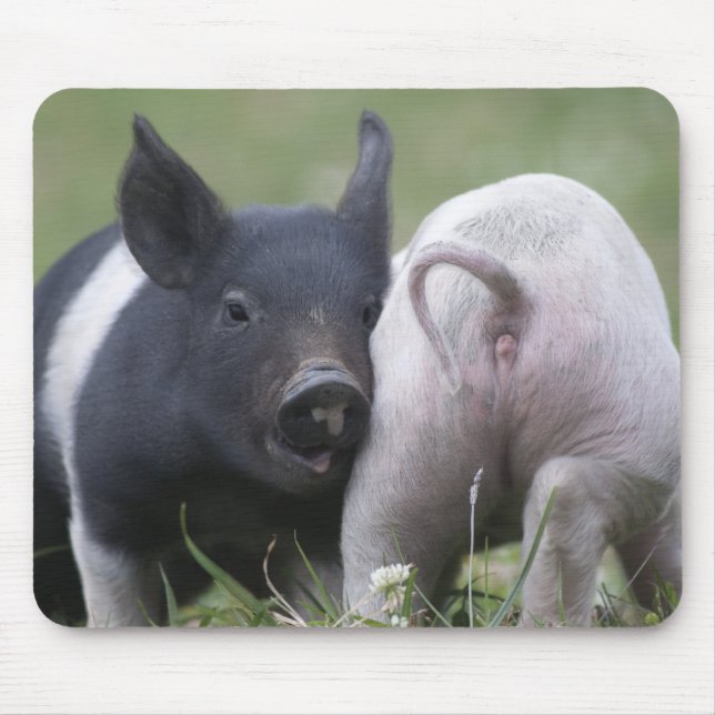 Twp Baby Pigs; Cute Piglets in Grassy Field Mouse Pad (Front)