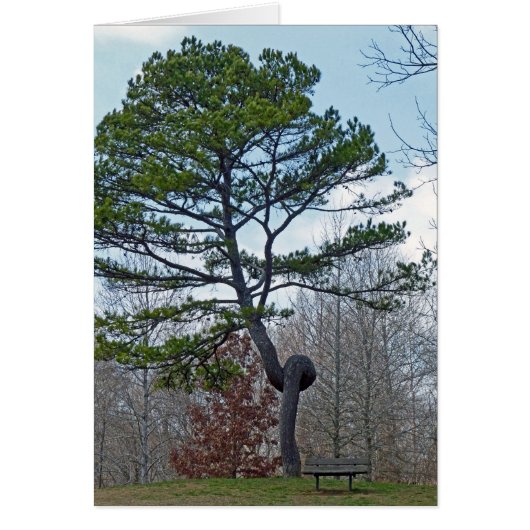 Twsited Tree Cards (Front)