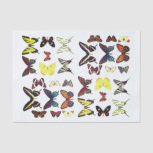 Types of Butterflies Collection Colorful Tissue Paper