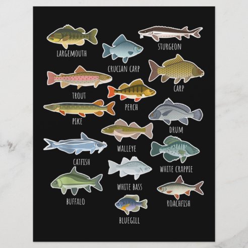 Fish Letterhead | Zazzle