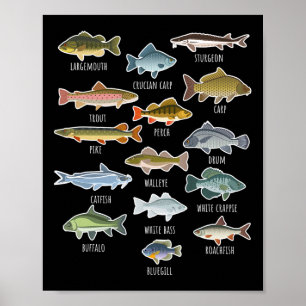 Types Of Freshwater Fish Species Fishing  Poster