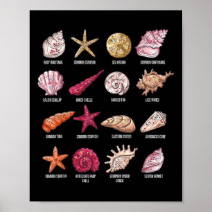 Types Of Seashells Beach Shelling Conch Sea Shell  Poster