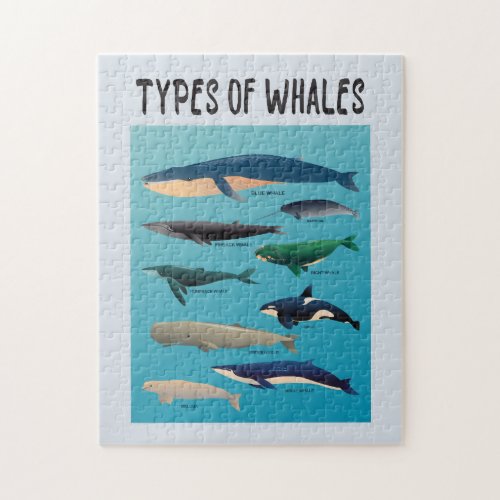 Types Of Whales Ocean Mammal Variety Jigsaw Puzzle