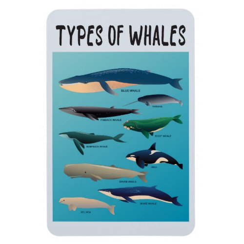 Types Of Whales Ocean Mammal Variety  Magnet