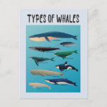 Types Of Whales Ocean Mammal Variety Postcard<br><div class="desc">List of Whales to express love for whales and ocean creatures!</div>