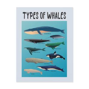 Types Of Whales Ocean Mammal Variety Postcard