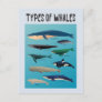 Types Of Whales Ocean Mammal Variety Postcard