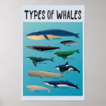 Types Of Whales Ocean Mammal Variety  Poster<br><div class="desc">List of Whales to express love for whales and ocean creatures!</div>