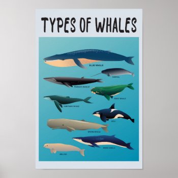Types Of Whales Ocean Mammal Variety  Poster by Kris_and_Friends at Zazzle