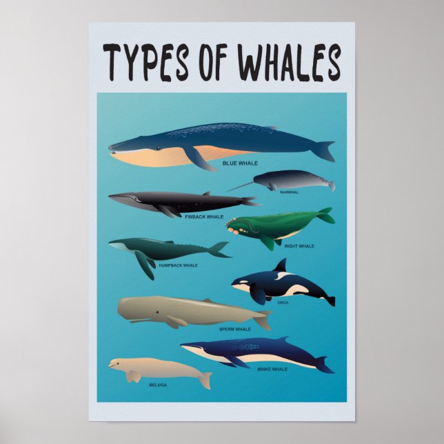 Types Of Whales Ocean Mammal Variety  Poster (Front)