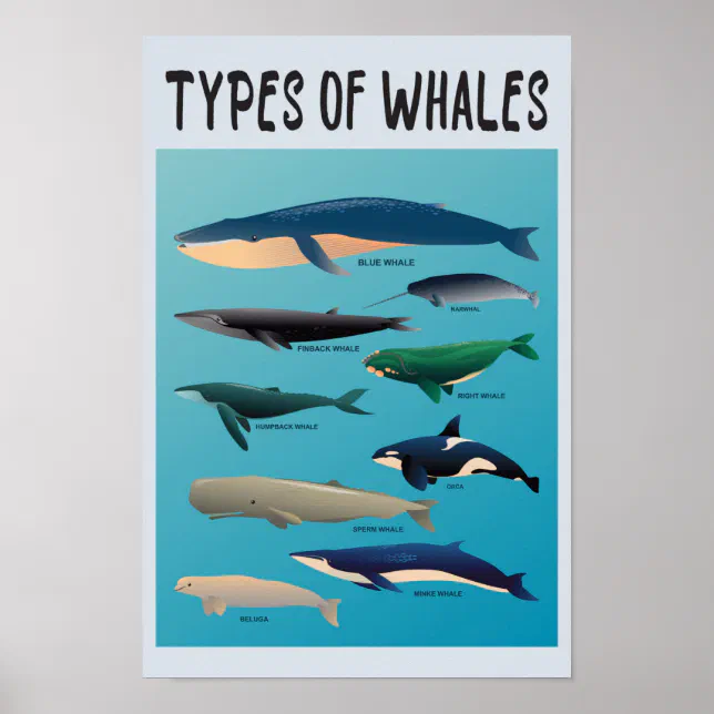 Types Of Whales Ocean Mammal Variety Poster | Zazzle