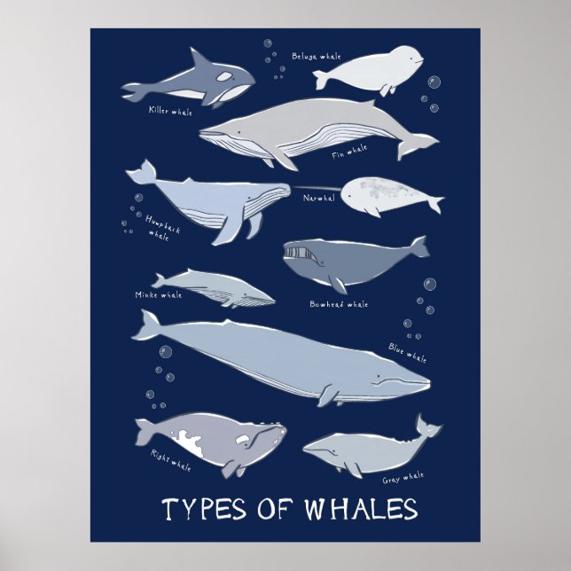 Types Of Whales Ocean Mammal Variety Poster (Front)