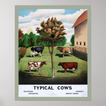 Typical Cows Poster by PrimeVintage at Zazzle
