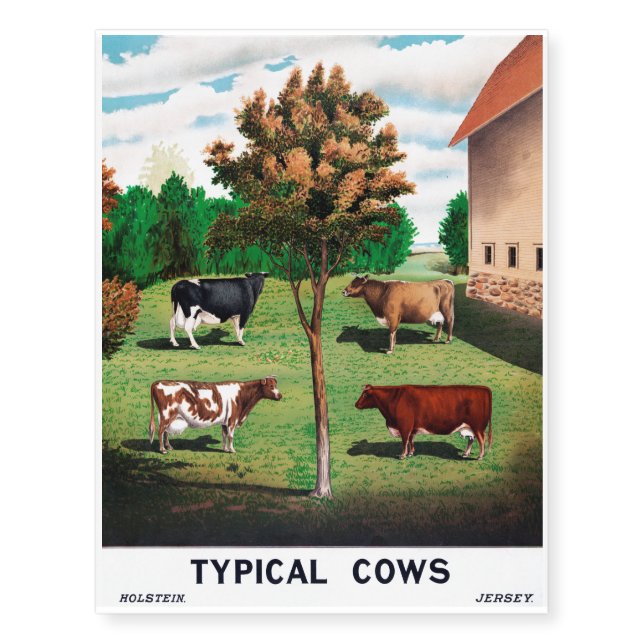 Typical Cows Temporary Tattoos (Front)