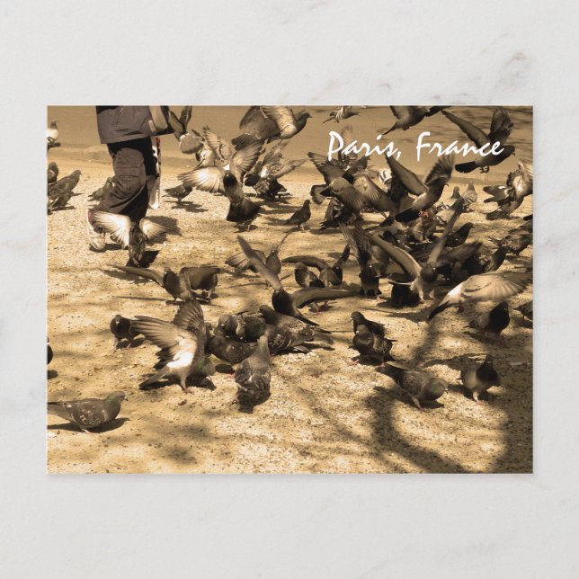 Typical Parisian Scene Postcard (Front)