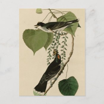 Tyrant Fly-catcher Postcard by birdpictures at Zazzle