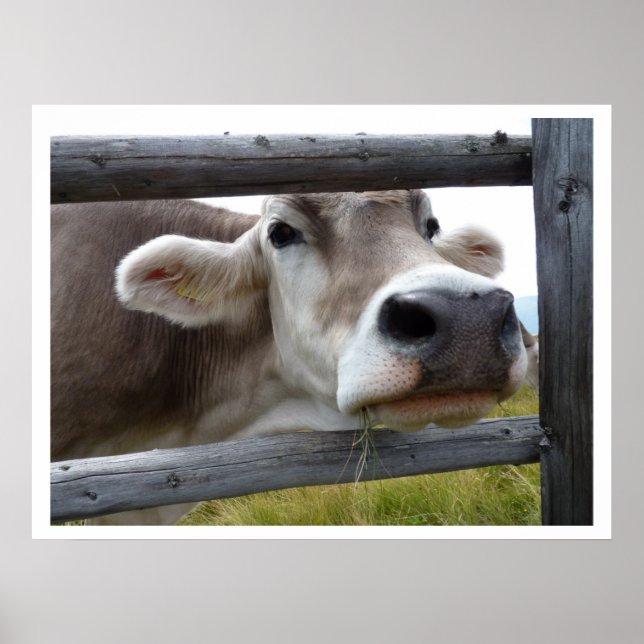 Tyrolean Cow Face through Fence Poster (Front)