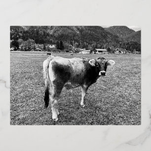 Tyrolean Gray Cow Austria Foil Holiday Postcard