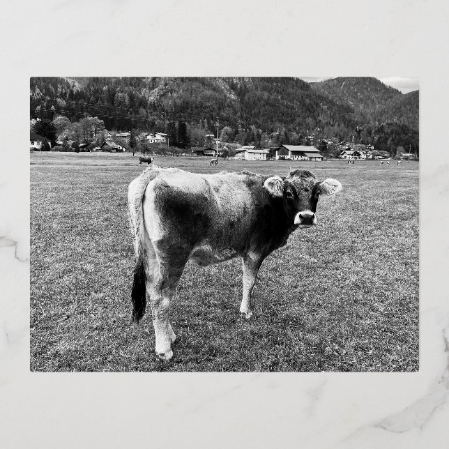 Tyrolean Gray Cow Austria Foil Holiday Postcard (Front)
