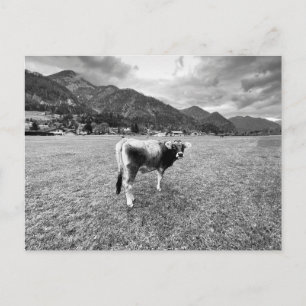 Tyrolean Gray Cow Salzburg Holiday Postcard