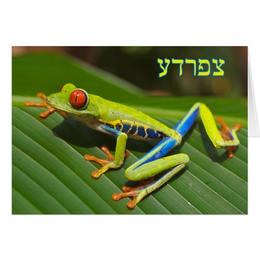 Tzefardea In Hebrew Meaning "Frog" Cards (Front Horizontal)