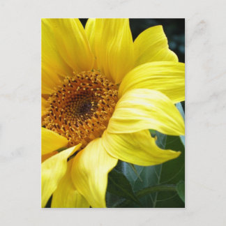 U R my Sunflower Postcard