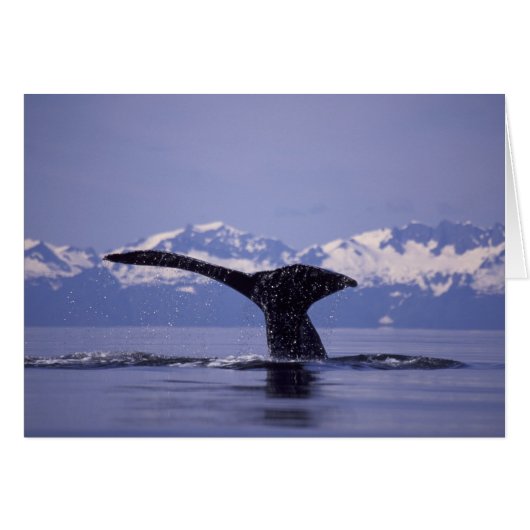U.S.A., Alaska, Inside Passage Humpback whale (Front Horizontal)