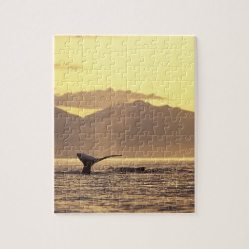 U.S.A., Alaska, Inside Passage Humpback whale at Jigsaw Puzzle
