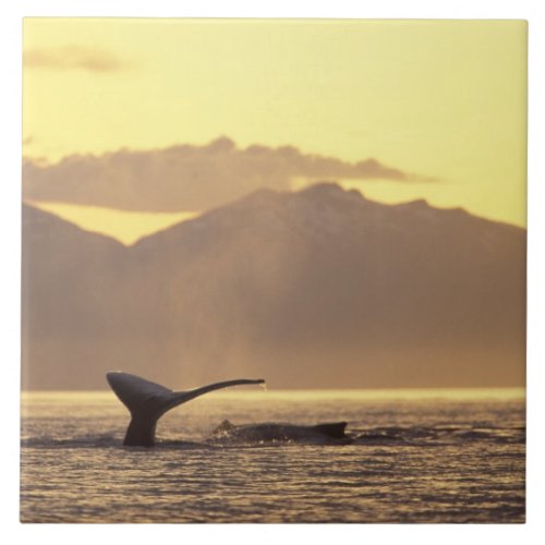 USA Alaska Inside Passage Humpback whale at Tile