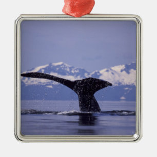 U.S.A., Alaska, Inside Passage Humpback whale Metal Ornament
