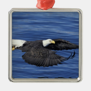 U.S.A., Alaska, Kenai Peninsula Bald eagle Metal Ornament