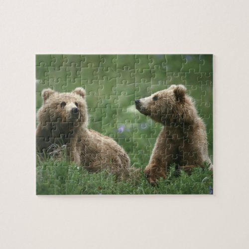 USA Alaska Kodiak Two sub_adult brown bears Jigsaw Puzzle