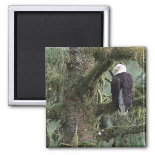 USA Alaska Southeast Alaska Bald eagle Magnet