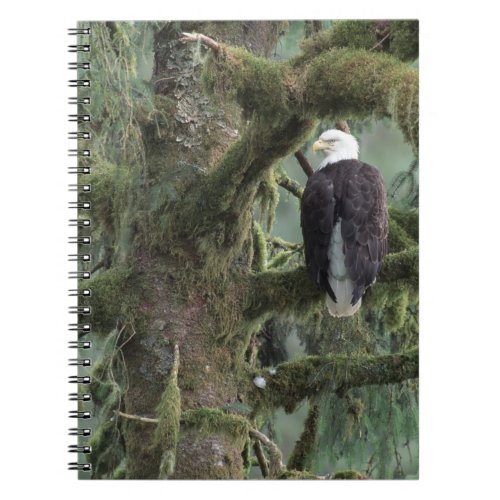 USA Alaska Southeast Alaska Bald eagle Notebook