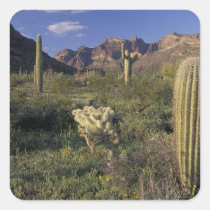 U.S.A., Arizona, Organ Pipe National Monument. Square Sticker