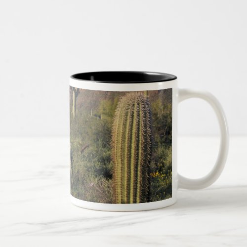 USA Arizona Organ Pipe National Monument Two_Tone Coffee Mug