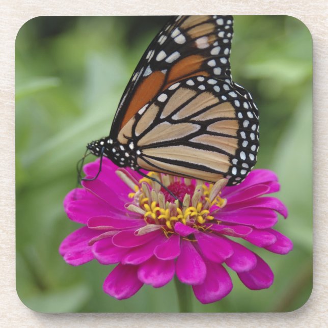 U.S.A., Massachusetts, Boylston, Tower Hill Beverage Coaster (Front)