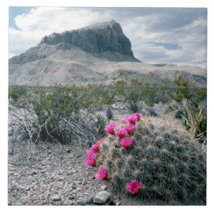 U.S.A., Texas, Big Bend National Park. Blooming Ceramic Tile