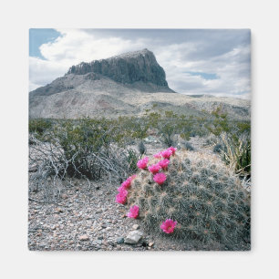 U.S.A., Texas, Big Bend National Park. Blooming Magnet