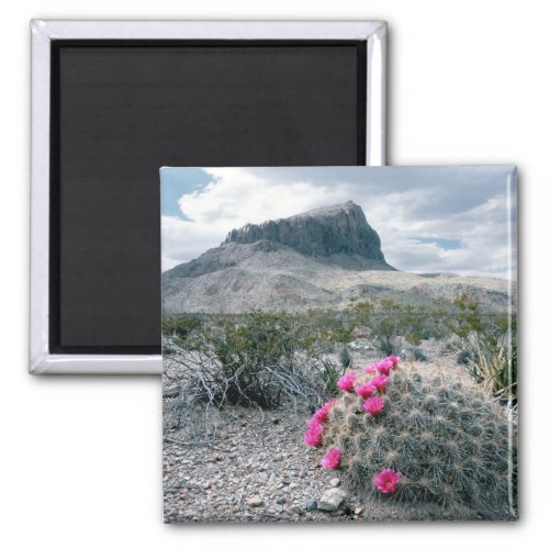 USA Texas Big Bend National Park Blooming Magnet