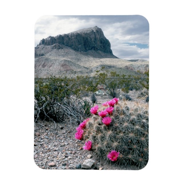 U.S.A., Texas, Big Bend National Park. Blooming Magnet (Vertical)