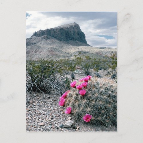 USA Texas Big Bend National Park Blooming Postcard