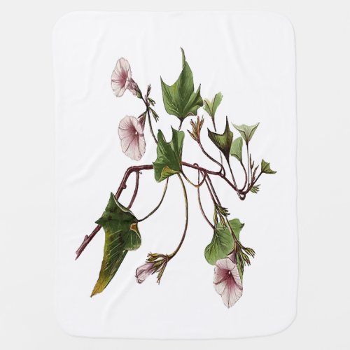 Uala Hawaiian Sweet Potato Vine Botanical Vector  Baby Blanket