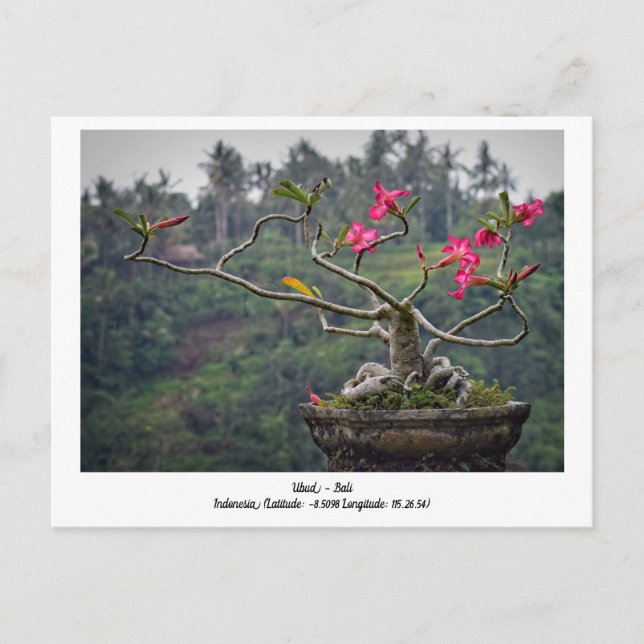 Ubud, Bali Indonesia Holiday Travel Postcard (Front)