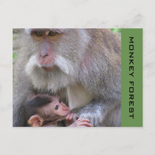 ubud macaque postcard