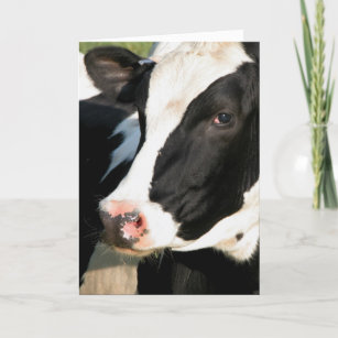 Wisconsin Dairy Cow Gifts on Zazzle
