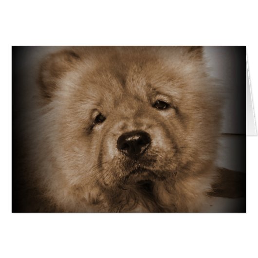 Udon,My Baby (Front Horizontal)