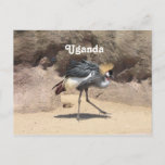 Uganda Crested Crane Postcard