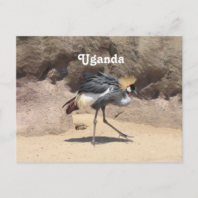 Uganda Crested Crane Postcard (Front)