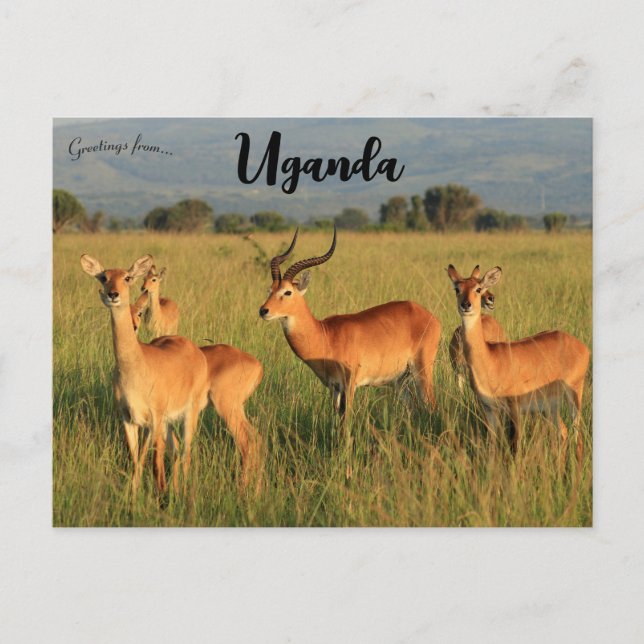 Ugandan Kob Queen Elizabeth National Park Uganda Postcard (Front)